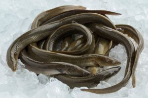 Lots of fresh eels on ice, great for bait